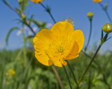 Ranunculus oreophilus. Цветок. Карачаево-Черкесия, Зеленчукский р-н, гора Джисса, ≈ 1600 м н.у.м., субальпийский луг. 14.06.2024.