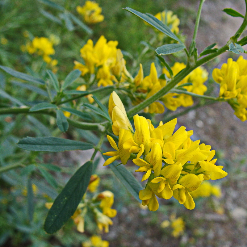 Image of Medicago falcata specimen.