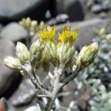 Cladochaeta candidissima