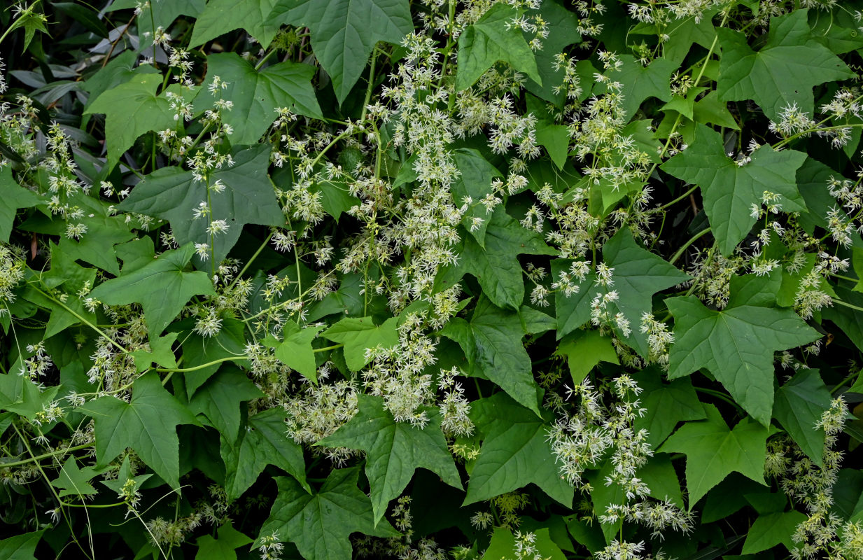 Изображение особи Echinocystis lobata.