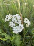 Achillea millefolium