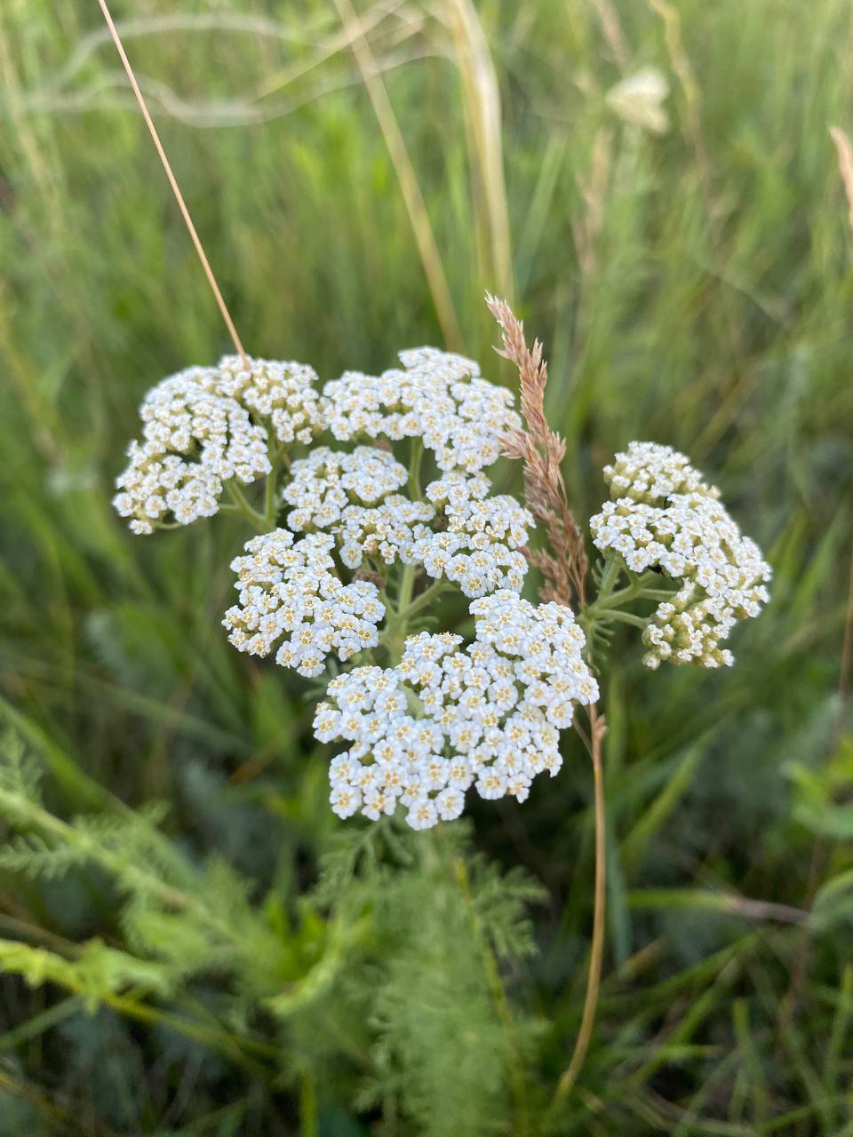 Image of Achillea millefolium specimen.