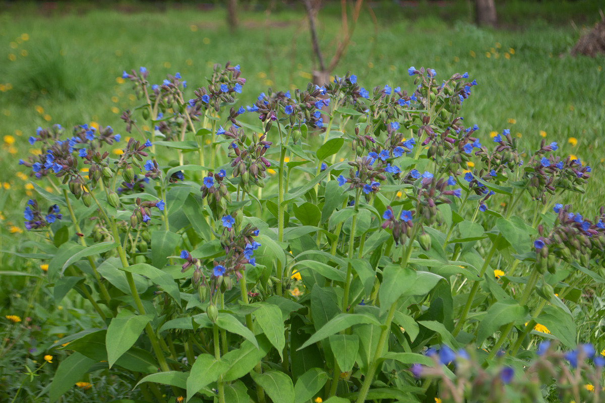 Image of Pulmonaria mollis specimen.