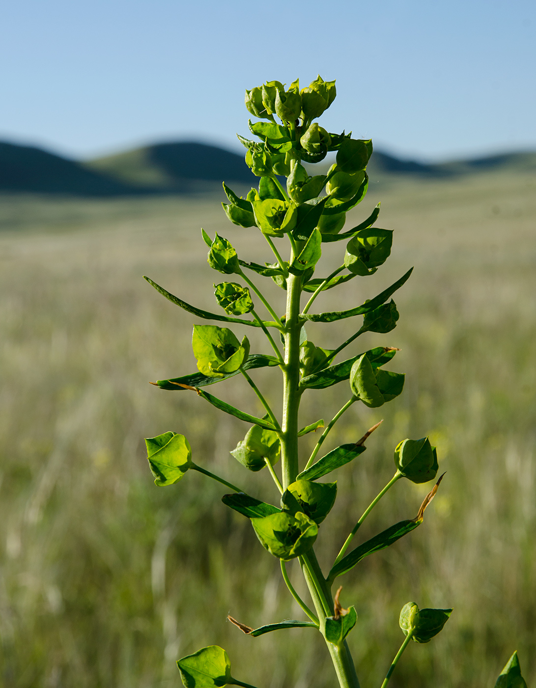 Image of Euphorbia virgata specimen.