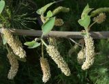 Broussonetia papyrifera