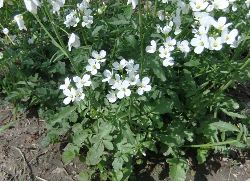 Изображение особи Cardamine tenera.