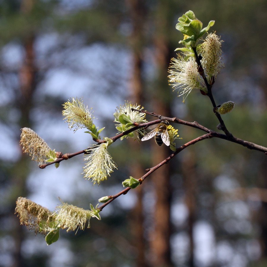 Image of Salix aurita specimen.