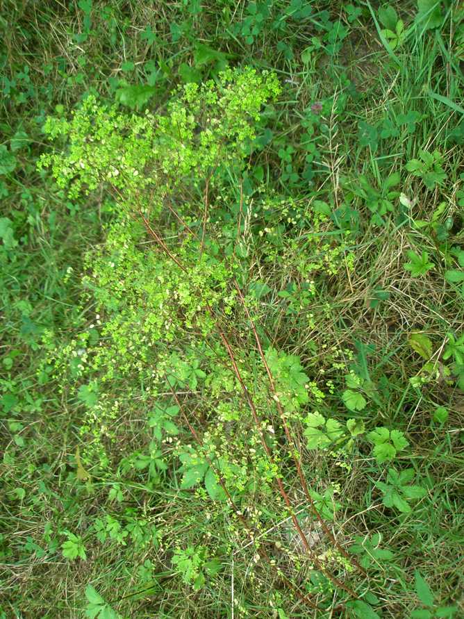 Image of Euphorbia stricta specimen.