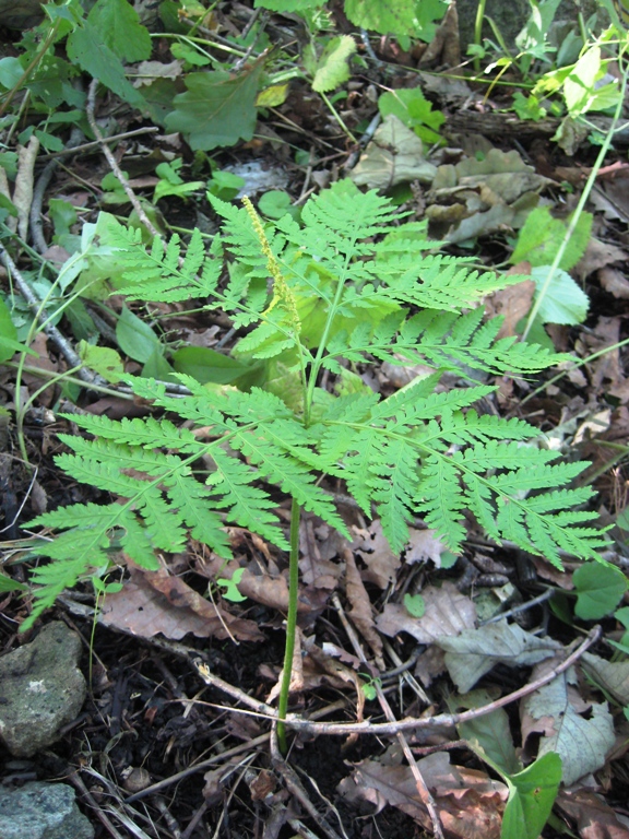 Image of Botrychium strictum specimen.