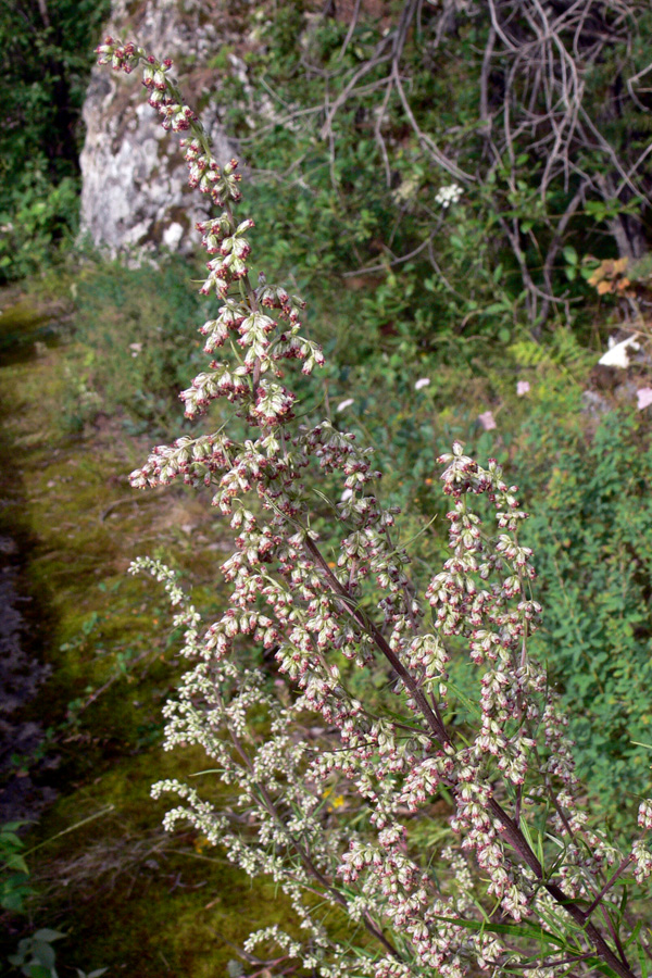 Image of Artemisia vulgaris specimen.