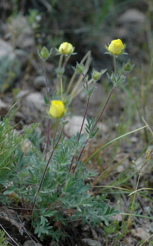 Image of Potentilla soongorica specimen.