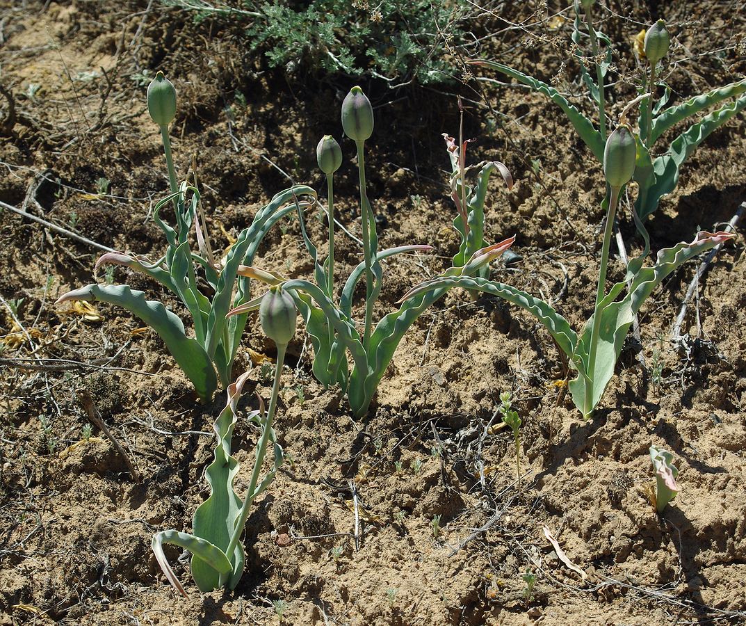 Изображение особи Tulipa behmiana.