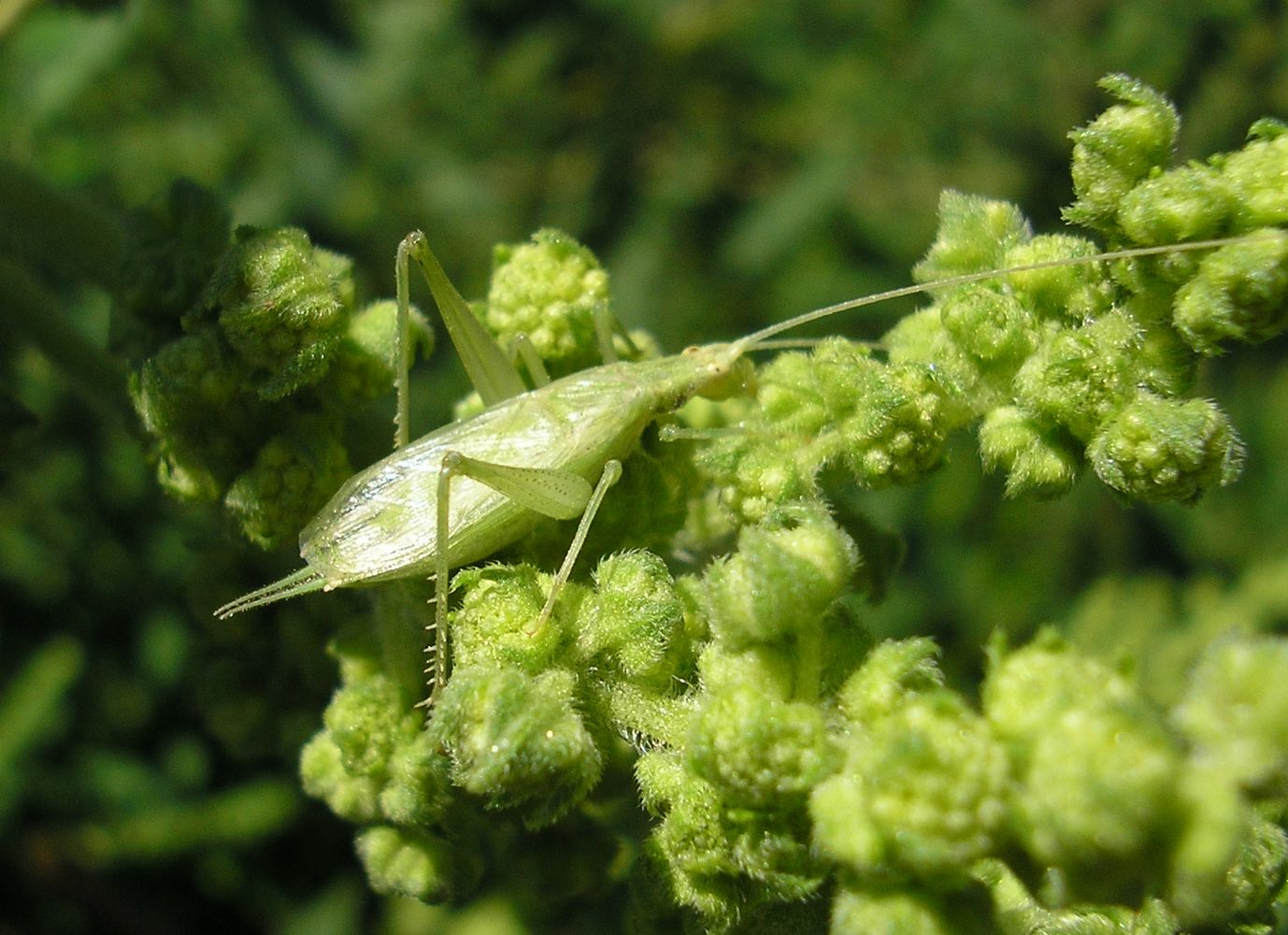 Image of Cyclachaena xanthiifolia specimen.