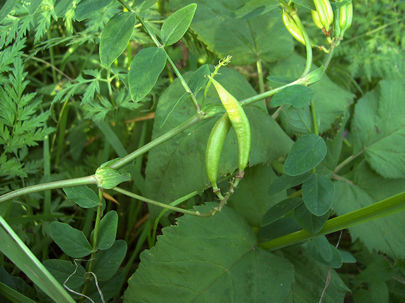 Image of Astragalus glycyphyllos specimen.