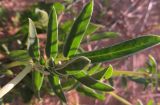 Anthyllis vulneraria ssp. iberica