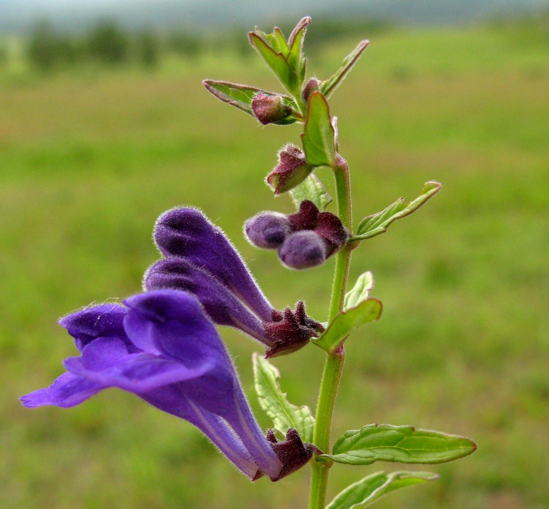 Image of Scutellaria scordiifolia specimen.