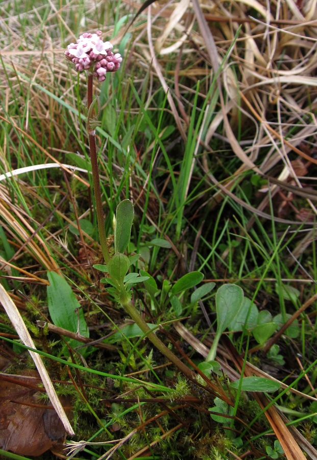 Изображение особи Valeriana dioica.