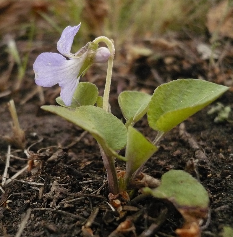 Image of Viola rupestris specimen.