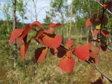 Populus tremula