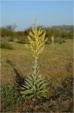 Verbascum songaricum