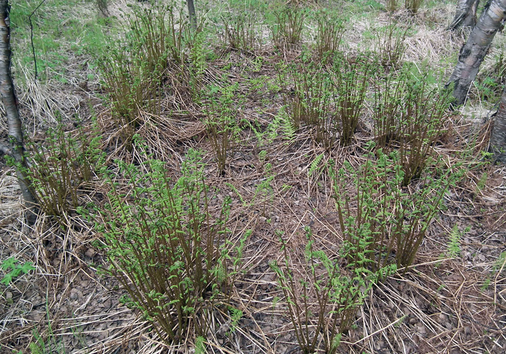 Image of Dryopteris assimilis specimen.