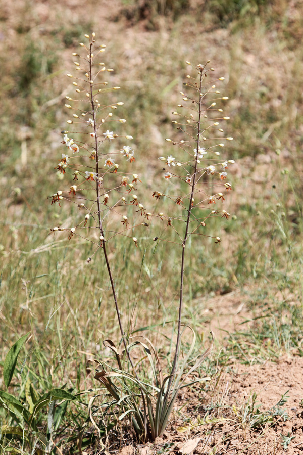 Изображение особи Eremurus soogdianus.