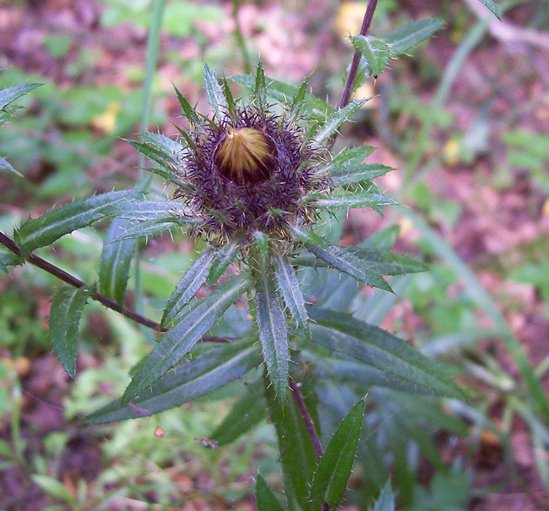 Image of Carlina biebersteinii specimen.