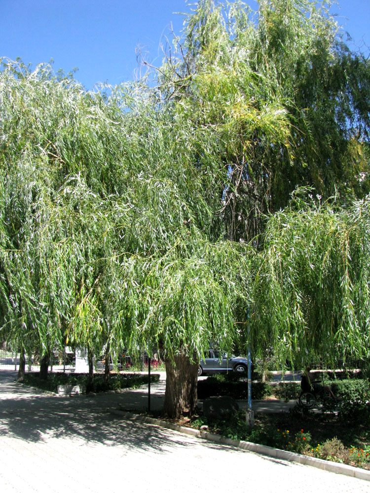 Image of Salix babylonica specimen.