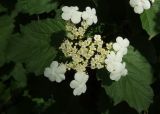 Viburnum opulus. Соцветие. Ростовская обл., дельта Дона, хутор Узяк, на берегу одноимённой протоки. 11.06.2012.