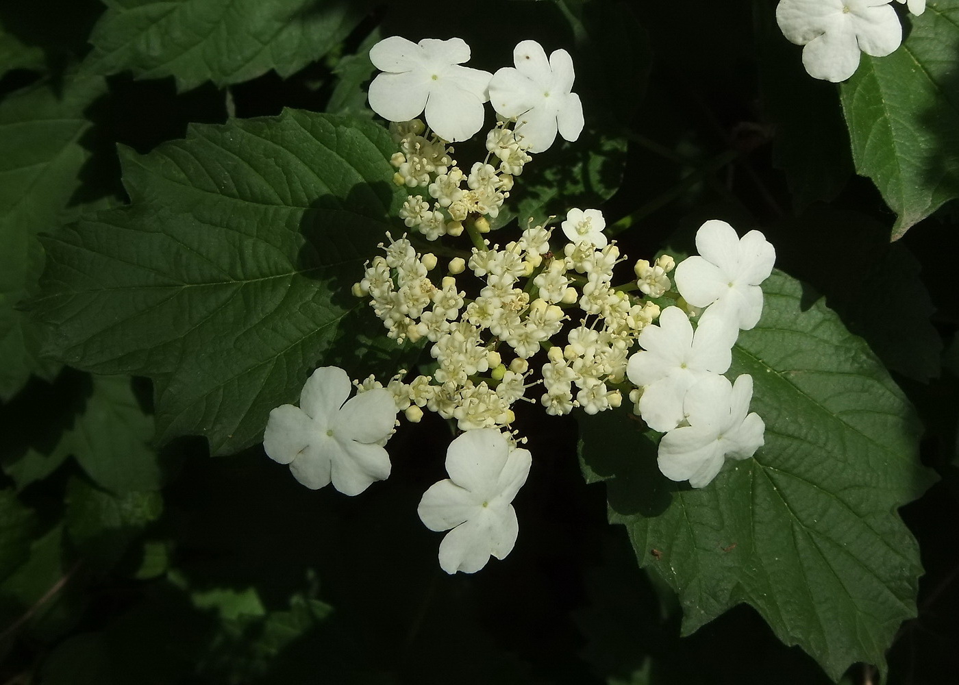 Image of Viburnum opulus specimen.