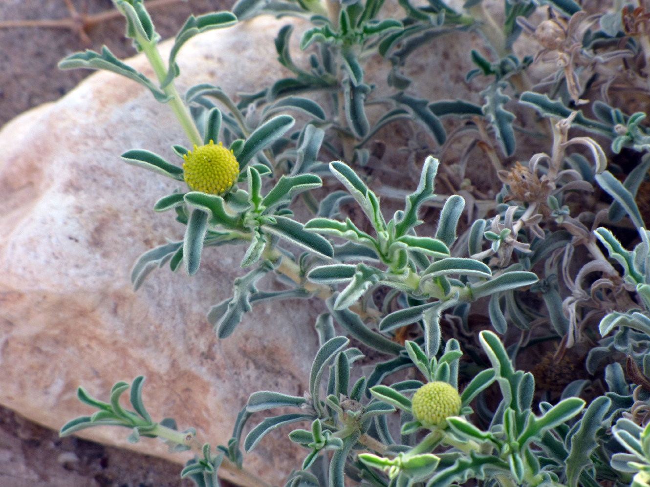 Image of Asteriscus graveolens specimen.