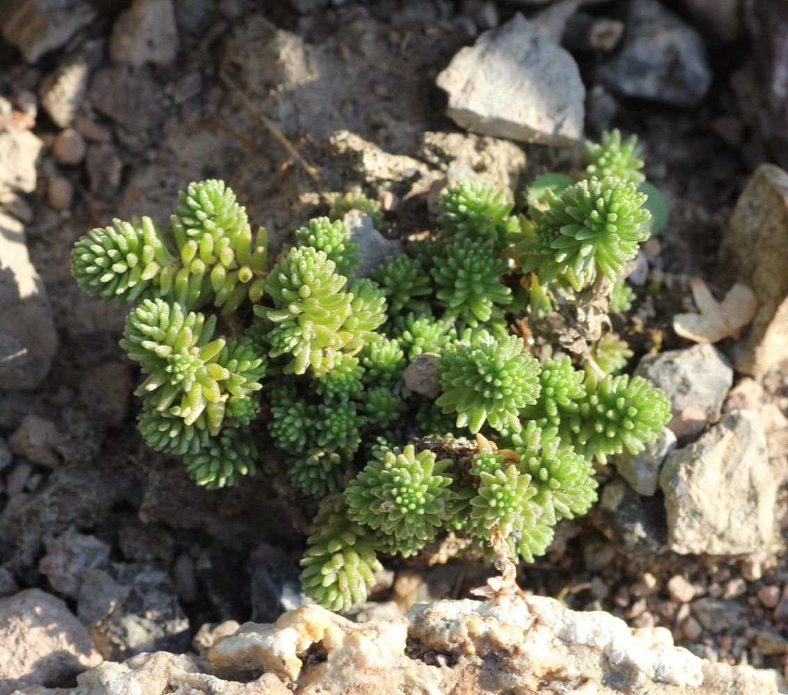 Изображение особи Sedum tenellum.