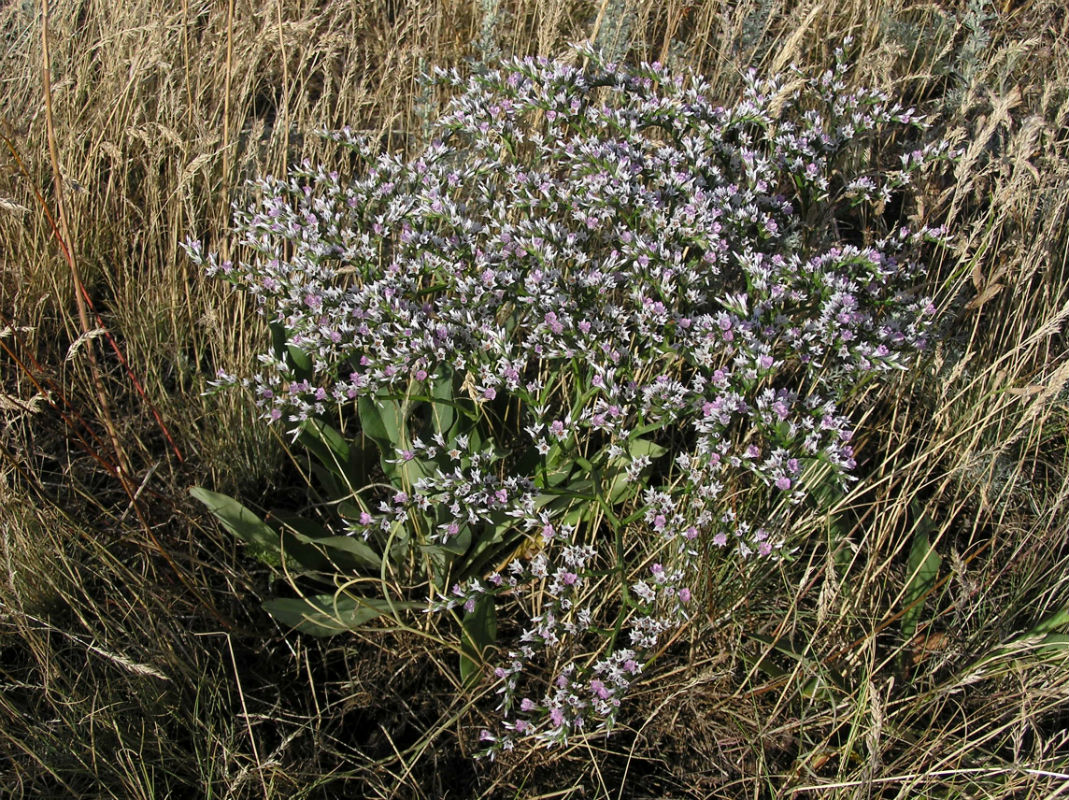 Image of Goniolimon tataricum specimen.