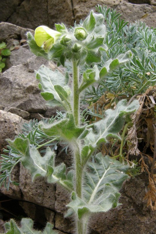 Image of Hyoscyamus albus specimen.