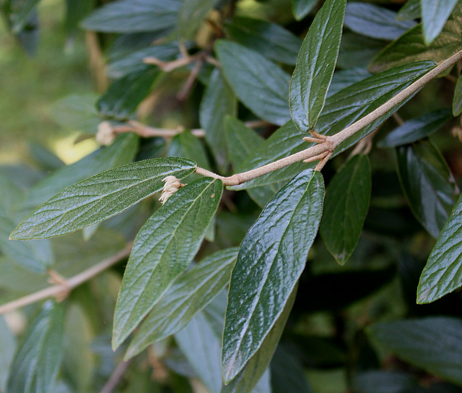 Image of Viburnum &times; pragense specimen.