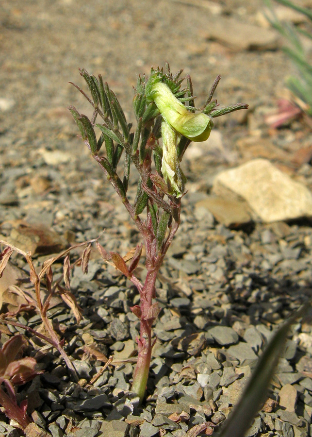 Изображение особи Vicia anatolica.