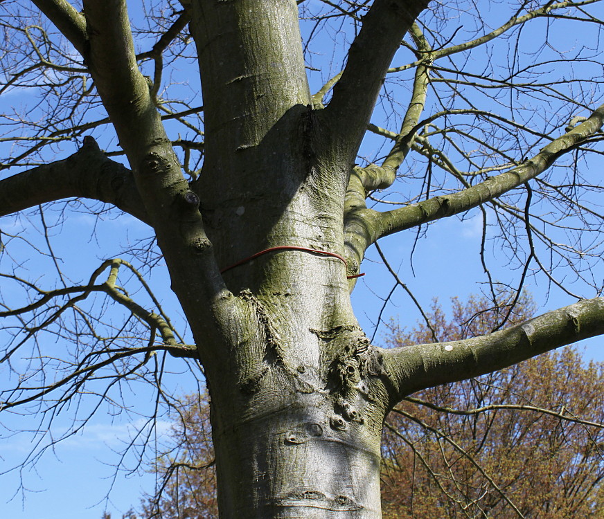 Изображение особи Celtis australis.