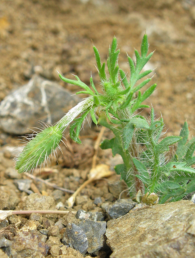 Изображение особи Papaver minus.