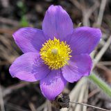 Pulsatilla patens