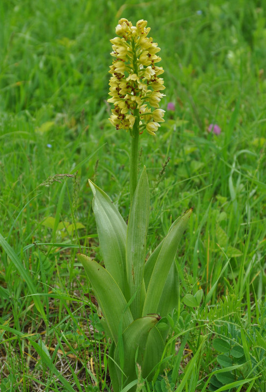 Image of Orchis punctulata specimen.