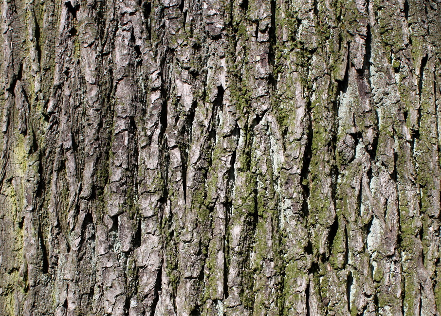 Image of Quercus robur specimen.