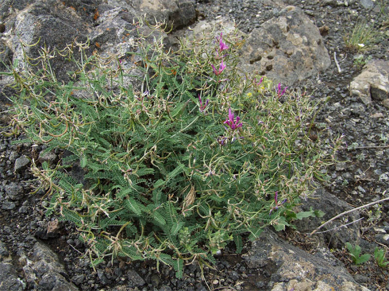 Изображение особи Astragalus glochideus.