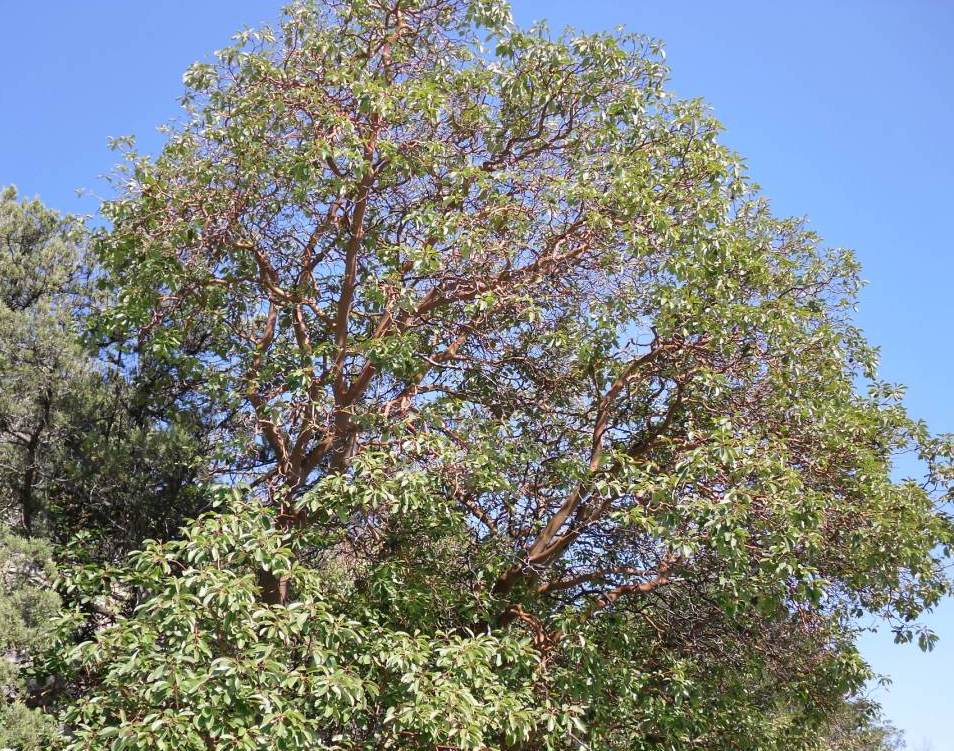 Image of Arbutus andrachne specimen.