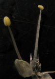 Allium monachorum