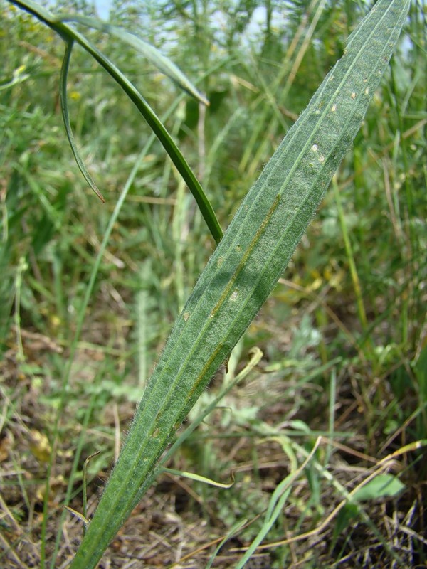 Image of Plantago lanceolata specimen.