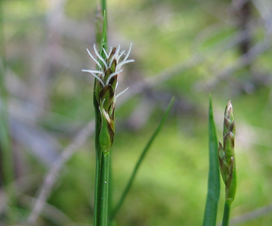 Image of Carex chordorrhiza specimen.