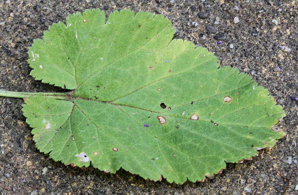 Image of Erodium manescavi specimen.