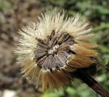 Aster alpinus. Соплодие. Архангельская обл., Холмогорский р-н, окр. пос. Усть-Пинега, обрывистый берег р. Пинега. 28.08.2013.