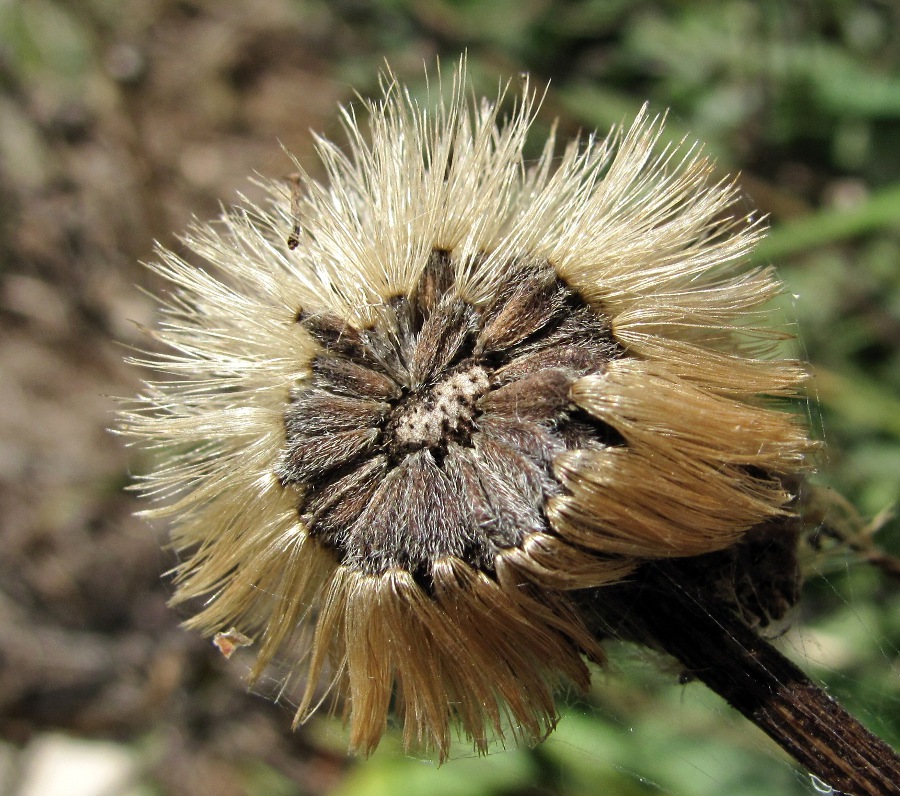 Изображение особи Aster alpinus.