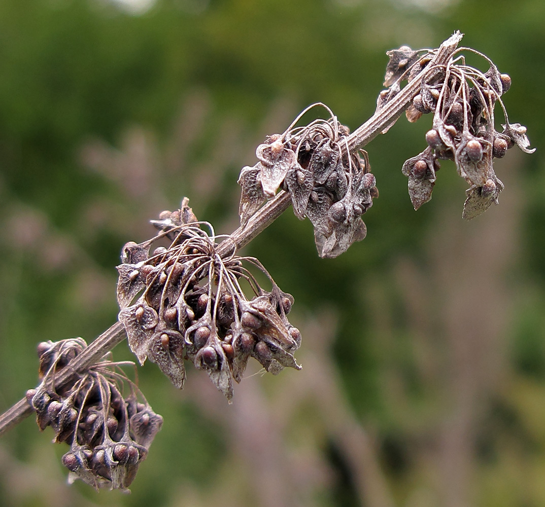 Image of Rumex sylvestris specimen.